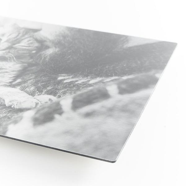 10.5 x 16.5 Brushed Metal Print - Metal Print - Plak That Printing Company